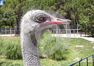 Ostrich