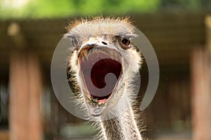 Ostrich