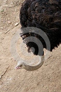 Ostrich