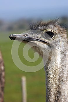 Ostrich