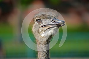 Ostrich