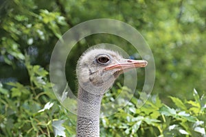 Ostrich