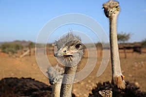 Ostrich