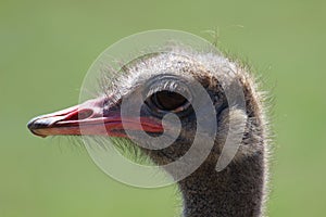 Ostrich