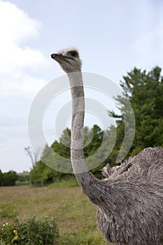 Ostrich