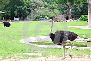 Ostrich