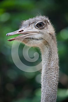 Ostrich