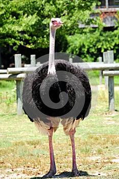 Ostrich