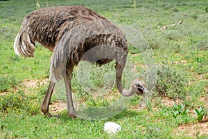 Ostrich