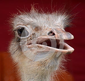 OSTRICH