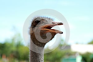 Ostrich