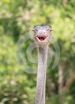 Ostrich