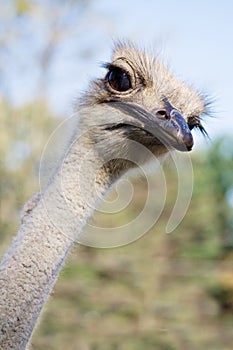 Ostrich