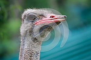 Ostrich