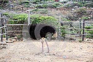 Ostrich