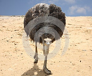 Ostrich
