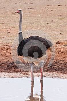 An ostrich in Addo Safari Park, South Africa