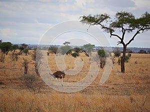 Ostrich in Africa safari Tarangiri-Ngorongoro