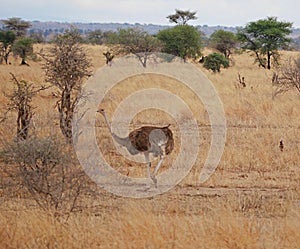 Ostrich in Africa safari Tarangiri-Ngorongoro