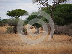 Ostrich in Africa safari Tarangiri-Ngorongoro