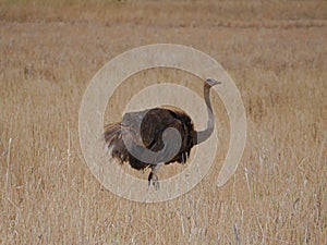 Ostrich in Africa safari Tarangiri-Ngorongoro