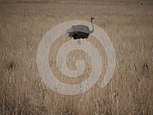 Ostrich in Africa safari Tarangiri-Ngorongoro