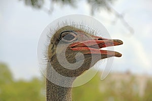 Ostrich african animal animals avian background