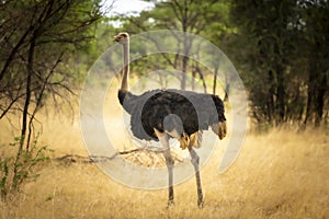 Ostrich in the African savannah during a off-road safari adventure in Namibia