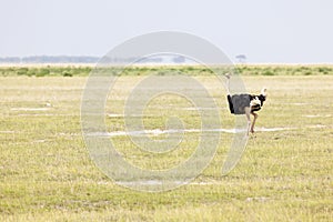 Ostrich in Amboseli, Kenya