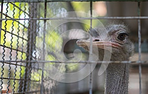 Ostrich in animal cage