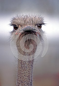 Ostrich with Attitude photo