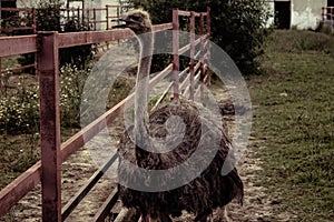 an ostrich in an aviary with an open beak photo