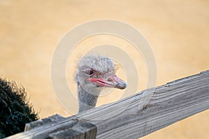 Ostrich behind fence