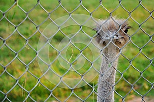 Ostrich behind the net. Long distance focus