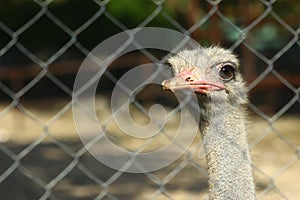 Ostrich at the Belgrade zoo behind the fence.