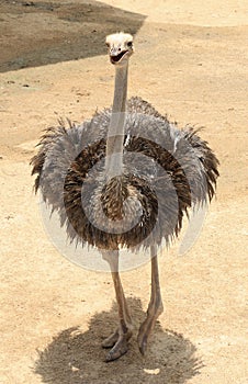 Ostrich