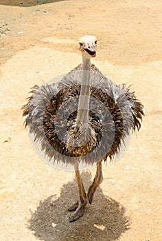 Ostrich