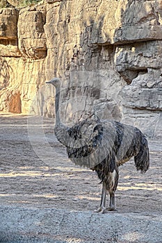 Ostrich in the bioparc of Valencia photo