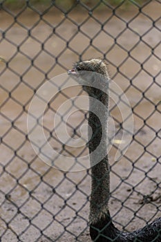 Ostrich bird behind the nets watching out keep necks up