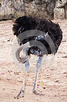 Ostrich bird cleanings its legs