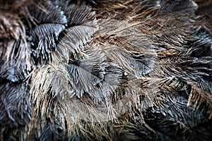 Ostrich bird feather brown texture background