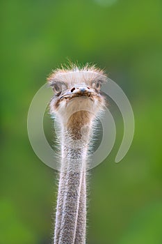 Ostrich bird head and neck front portrait
