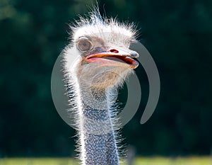 Ostrich bird head and neck front portrait in the farm