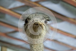 ostrich bird head and neck front portrait in the park