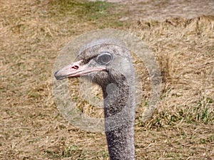 Ostrich bird head and neck portrait in the wild