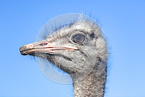 Ostrich Bird Head Portrait