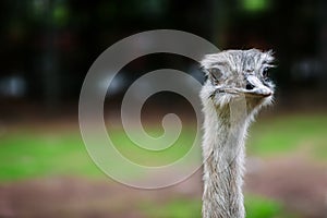 Ostrich bird head up close eye contact