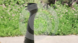 Ostrich bird looks warily around