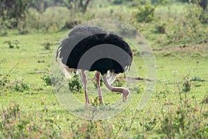Ostrich bird in the Masaai Mara Reserve - Kenya, East Africa, eating