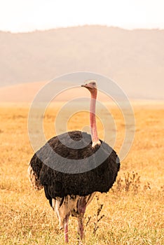 Ostrich bird in the Ngorongoro crater National Park. Safari Tours in Savannah of Africa. Beautiful wildlife in Tanzania, Africa